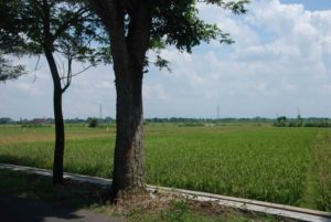Disetrap Properti Solo / Surakarta